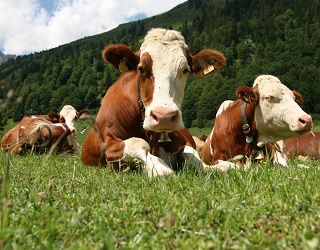 «Агроекологія» отримала статус племінного репродуктора рідкісних корів молочної породи